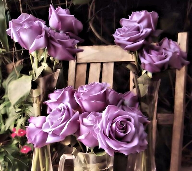 Purple Roses in Vases — Calm
