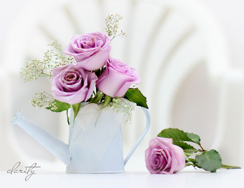 Purple Roses in Watering Can
