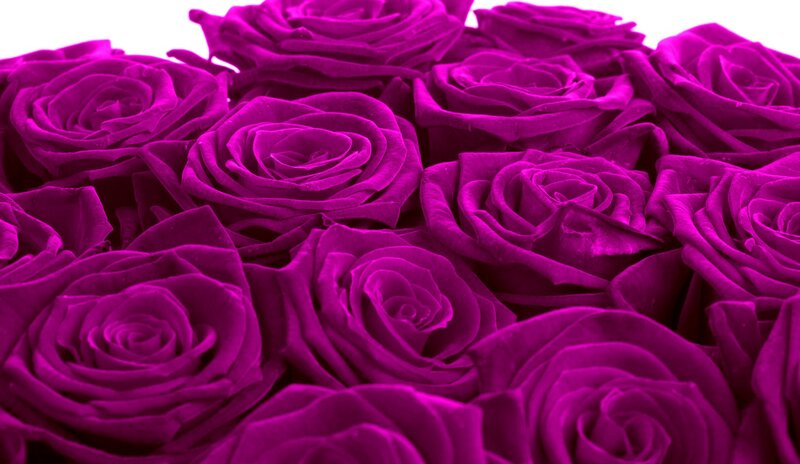 Purple Roses — Magenta