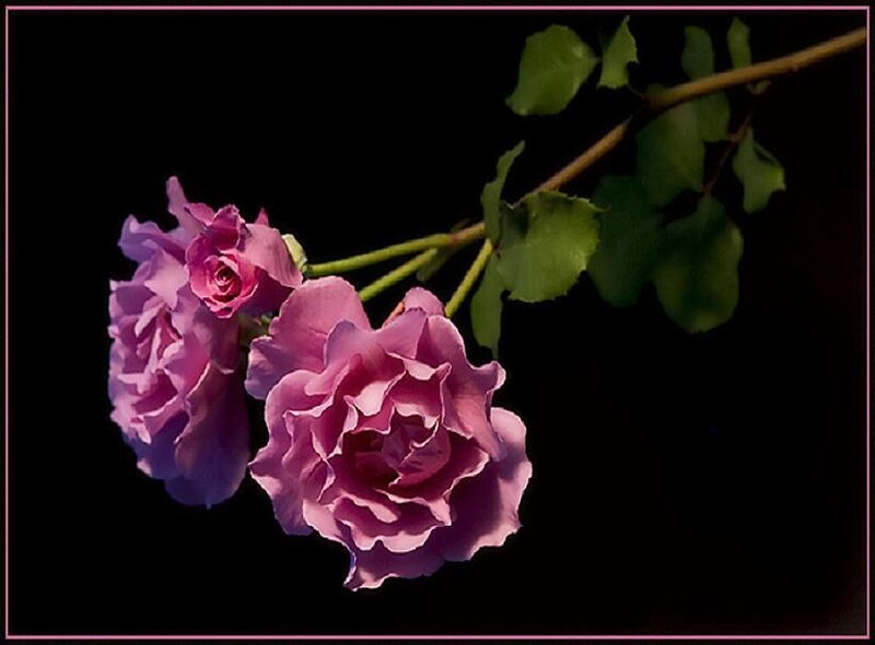 Purple roses on a dark background