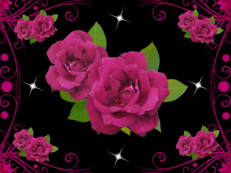 Purple Roses on Black — Decorative