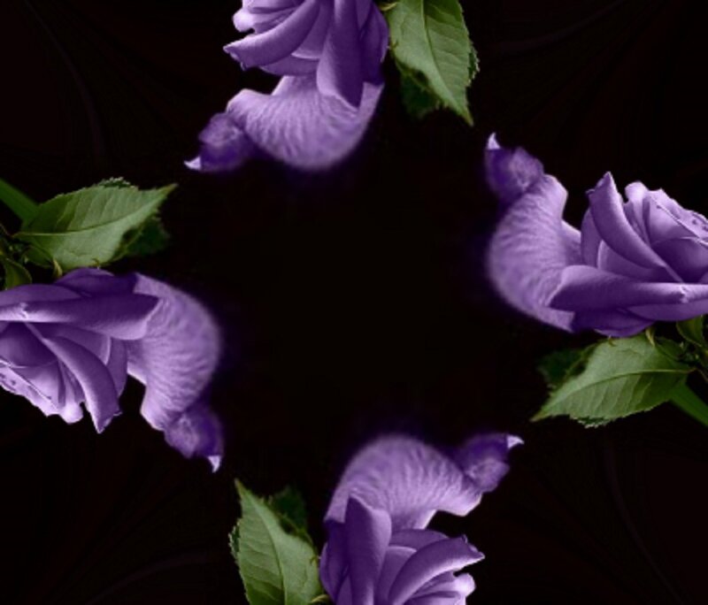 Purple Roses on Black — Dramatic, Photograph