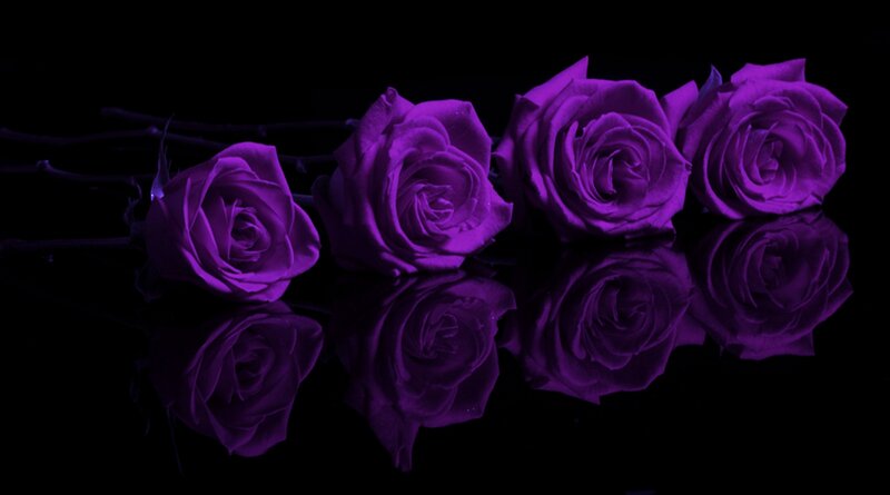 Purple Roses on Black — Dramatic