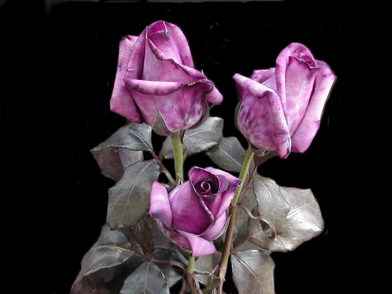 Purple Roses on Black