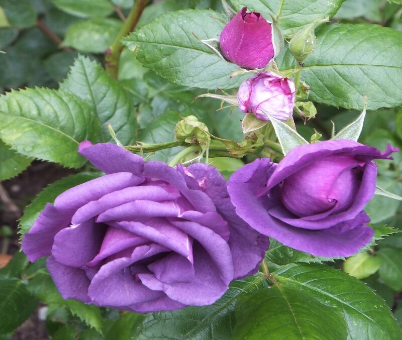 Purple Roses on Bush — Calm
