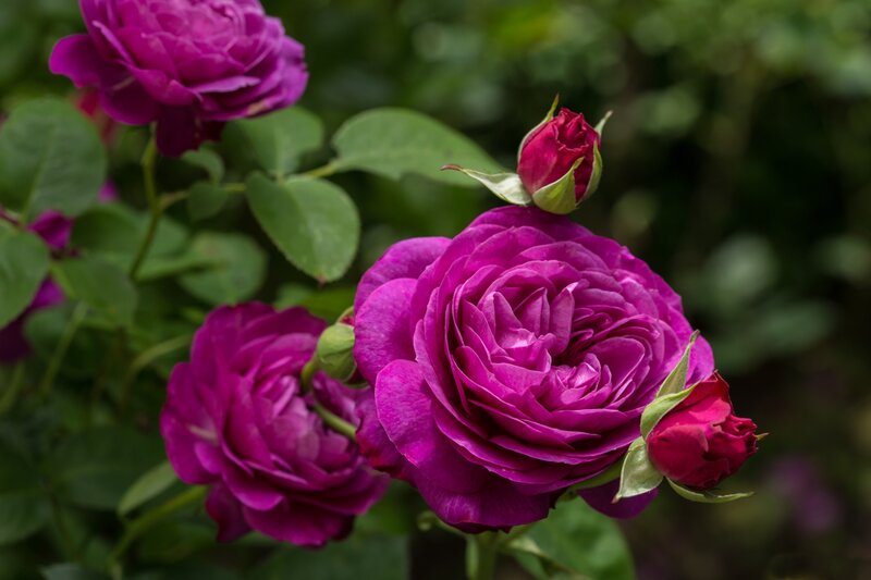 Purple Roses on Bush — Serene, Photograph