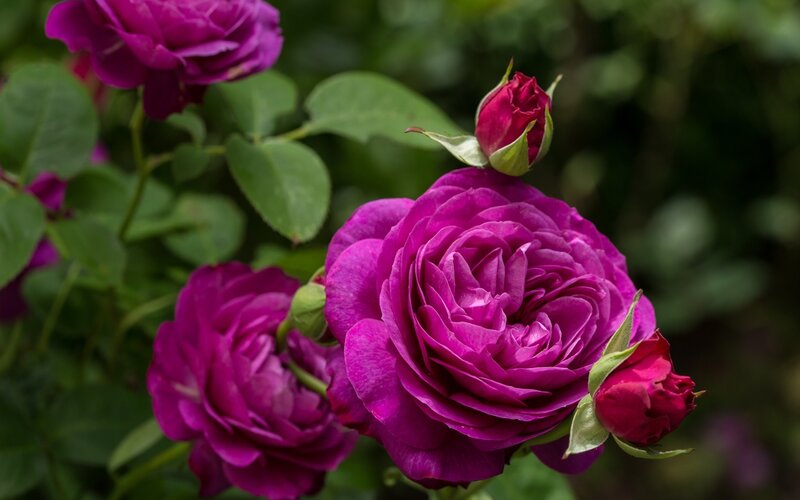 Purple Roses on Bush — Serene