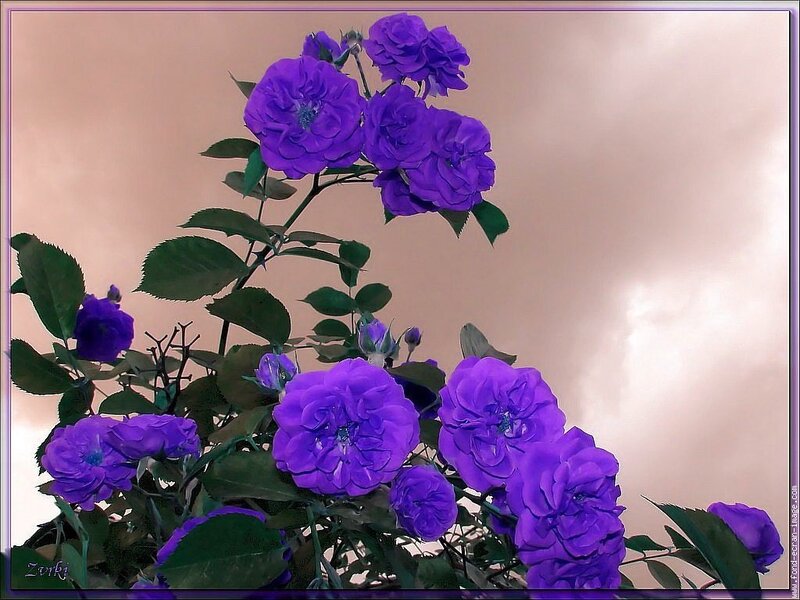 Purple Roses on Bush