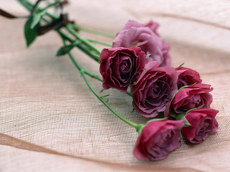 Purple Roses on Fabric — Calm