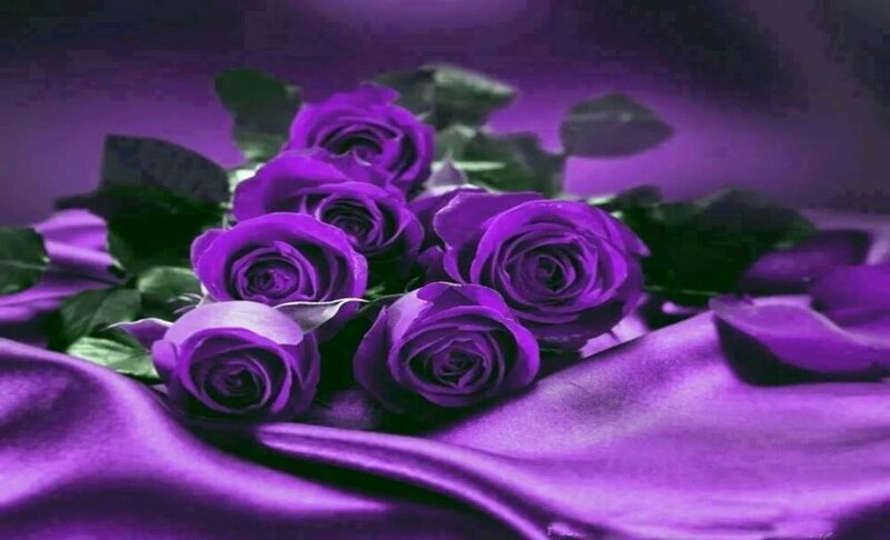 Purple Roses on Fabric — Serene
