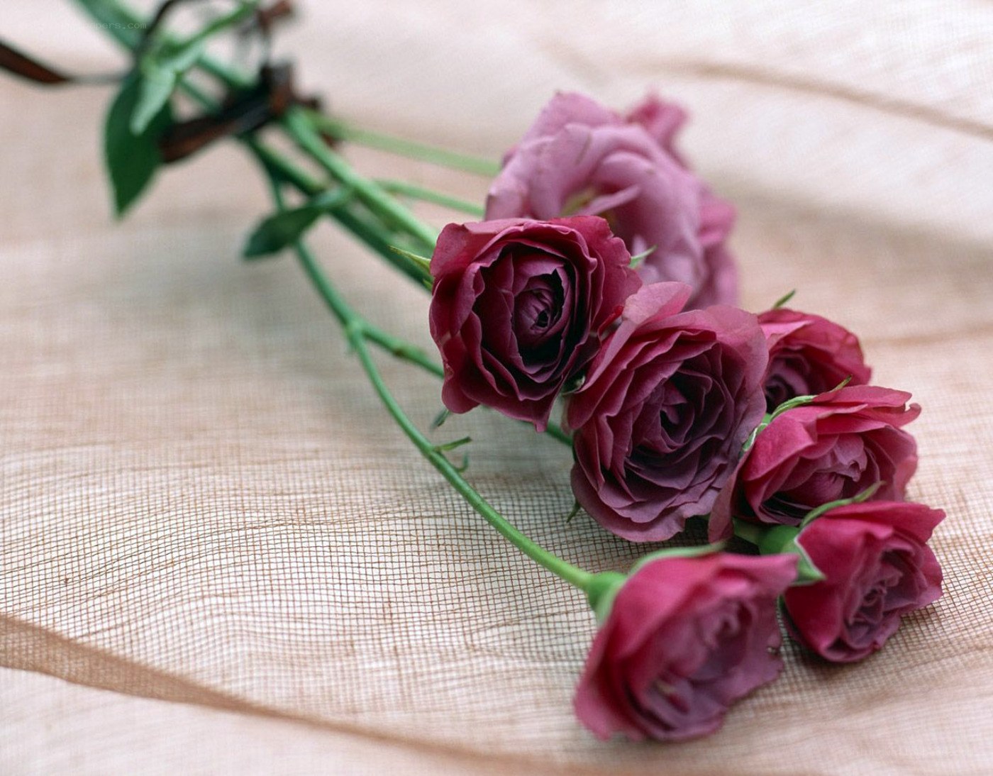 Purple roses on fabric
