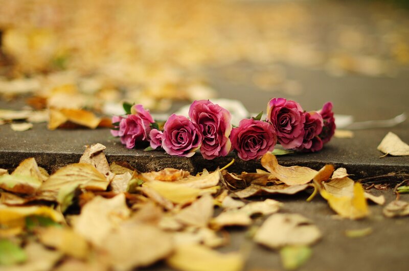Purple Roses on Ground — Melancholic, Autumn
