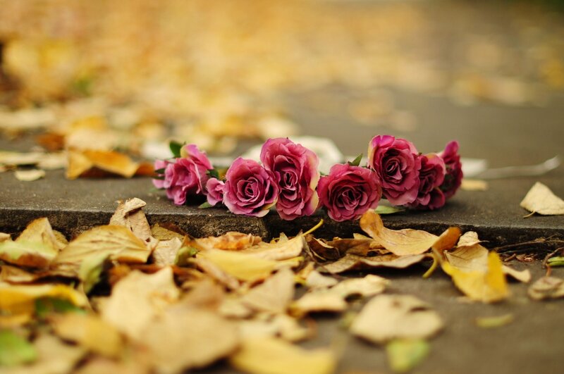 Purple Roses on Ground — Melancholic