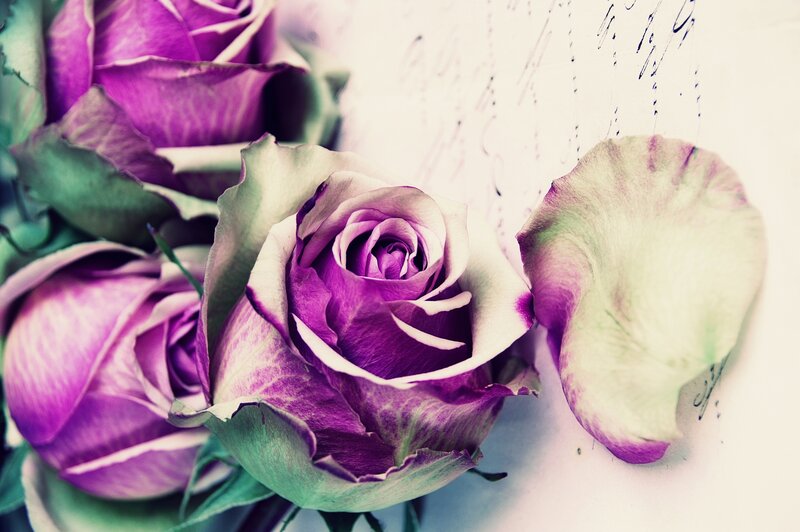 Purple Roses on Paper — Calm