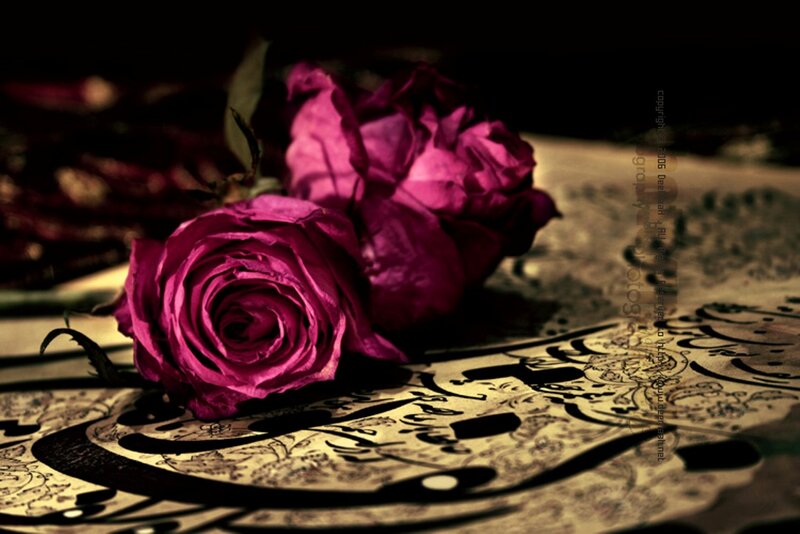 Purple Roses on Paper