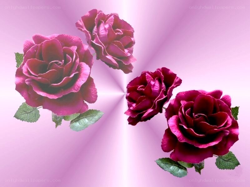 Purple roses on pink background