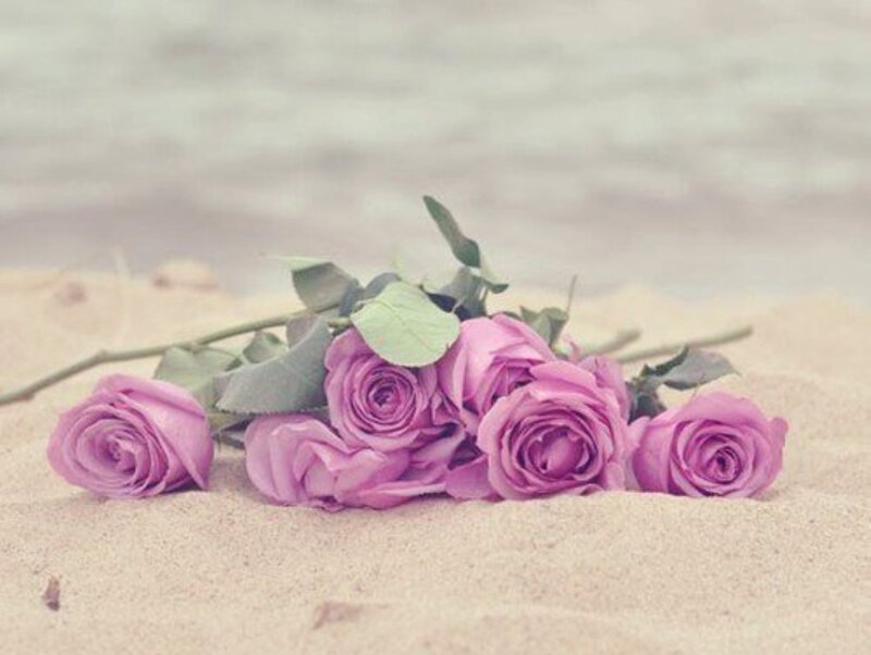 Purple Roses on Sand