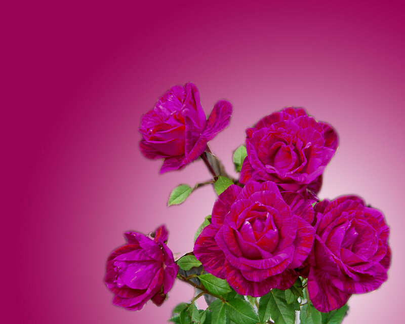Purple Roses on Stem