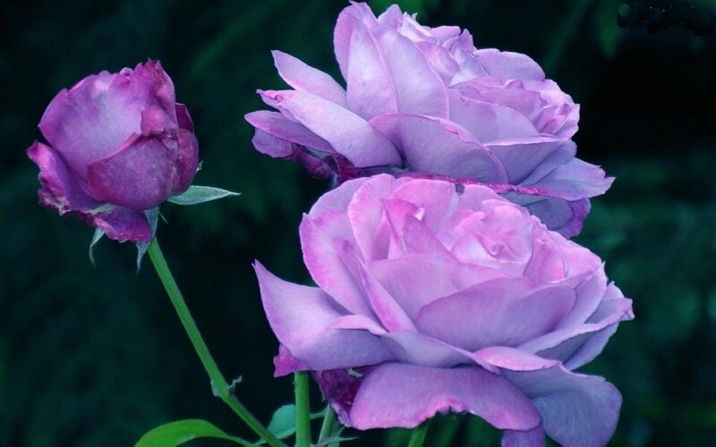 Purple Roses on Stems — Calm