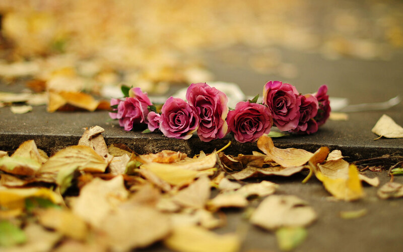 Purple Roses on Step — Melancholic