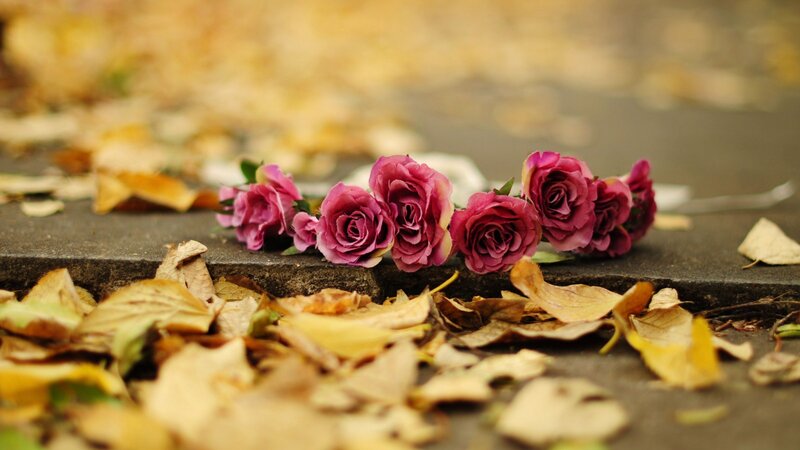 Purple Roses on Step
