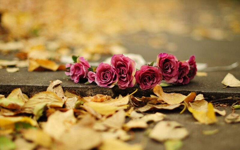 Purple Roses on Stone — Melancholic