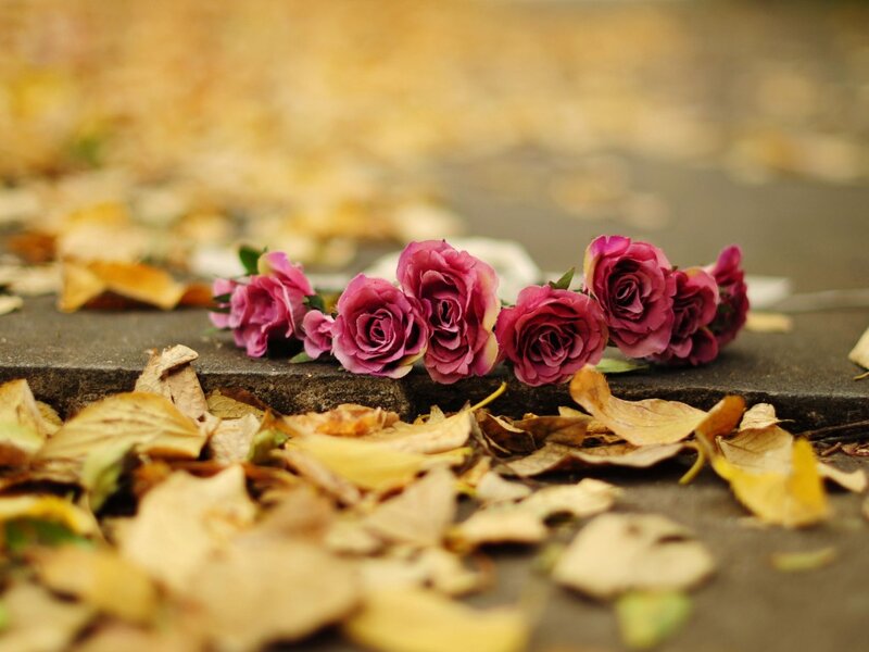 Purple Roses on Stone
