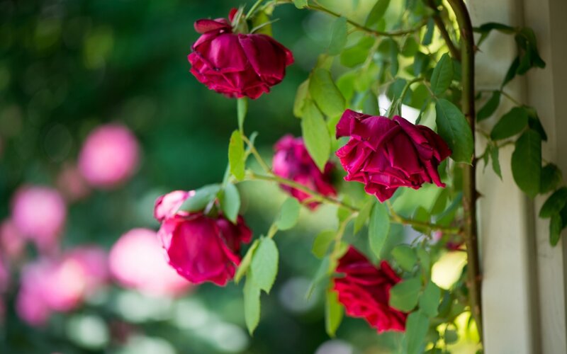 Purple Roses on Vine
