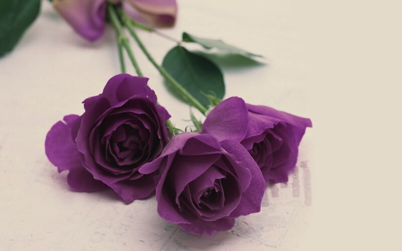 Purple roses on white surface