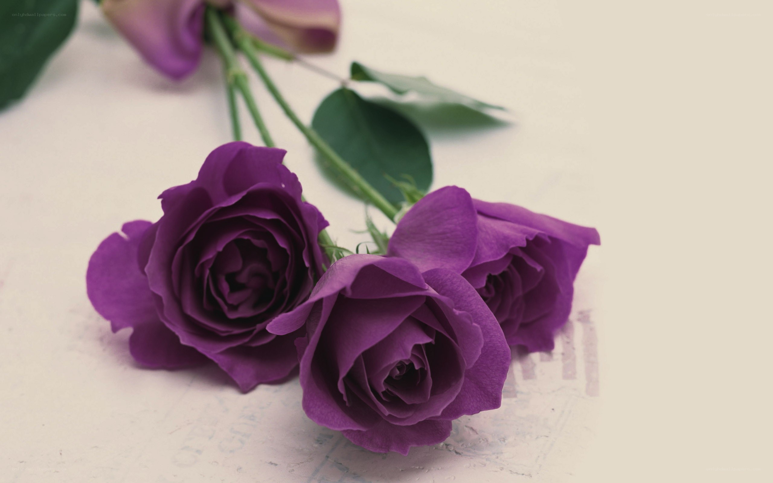 Purple roses on white surface
