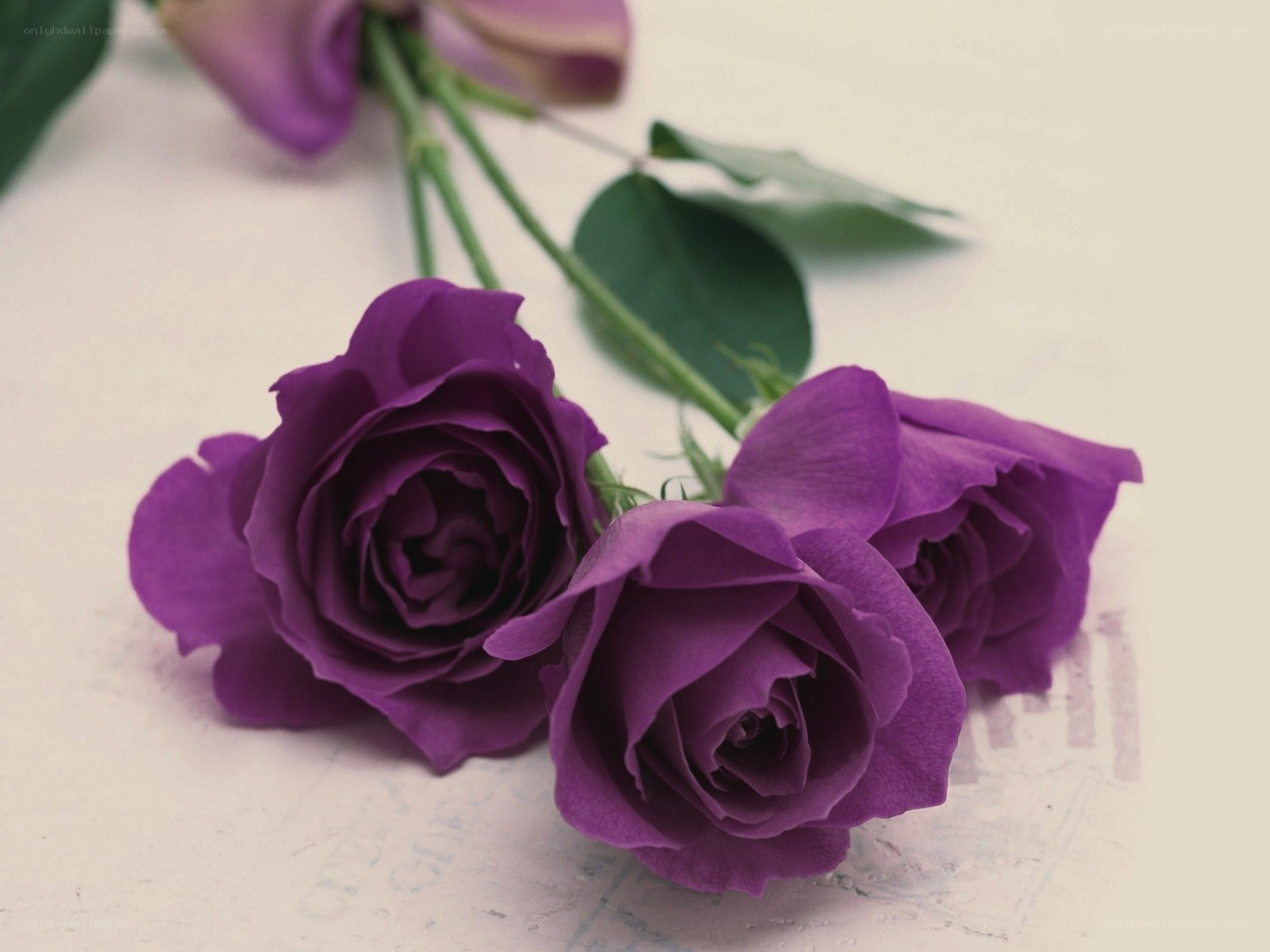 Purple roses on white surface