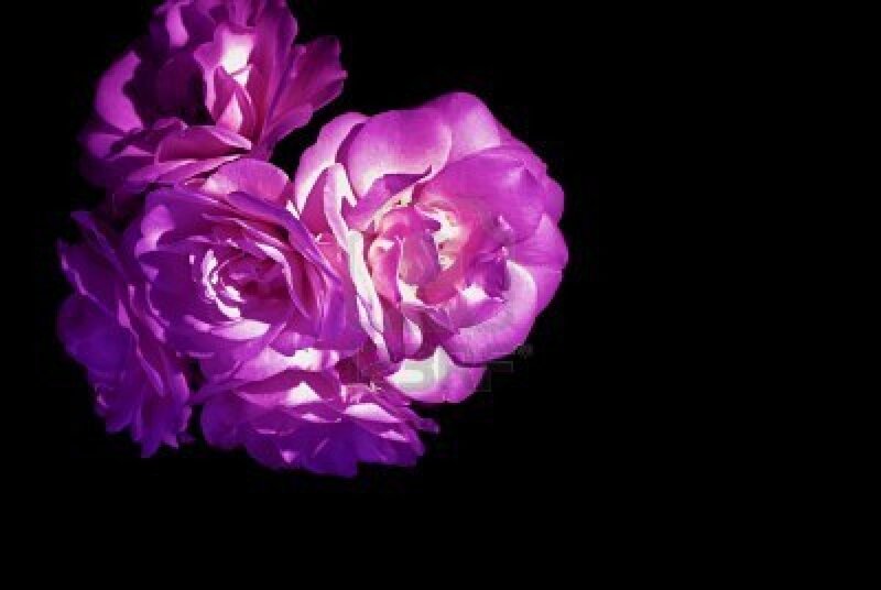 Purple Roses