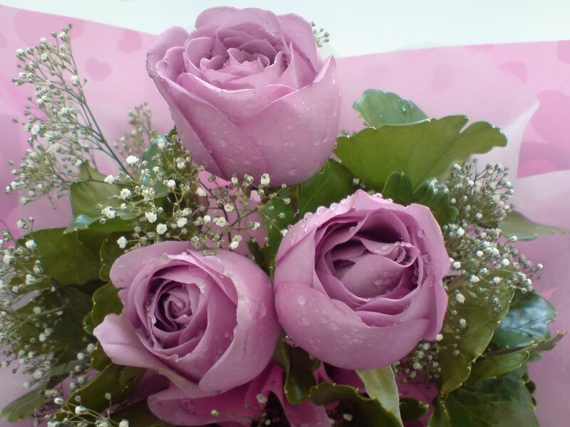 Purple roses with baby's breath
