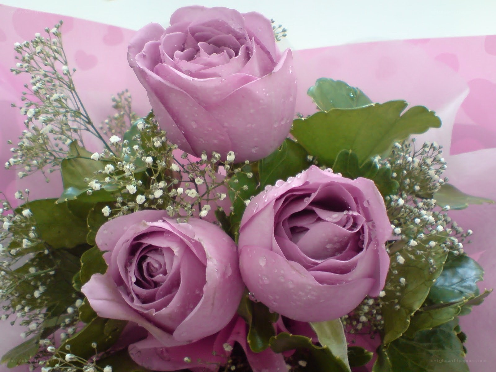 Purple roses with baby's breath