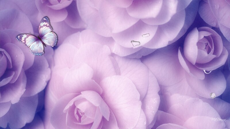 Purple Roses with Butterfly