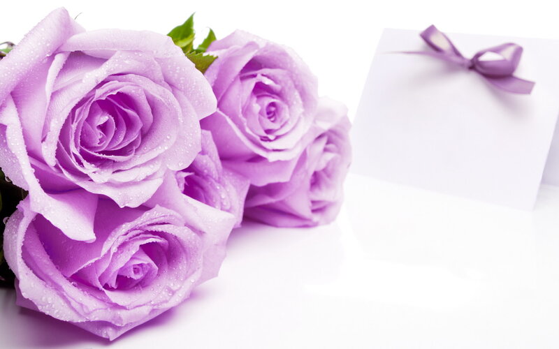Purple Roses with Card — Serene, Photograph