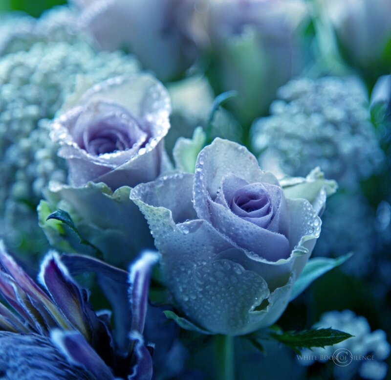 Purple Roses with Dew — Blue