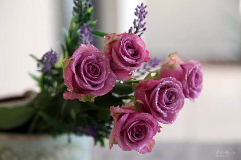 Purple Roses with Dew — Calm