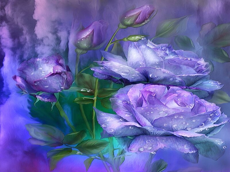 Purple Roses with Dew — Dreamy