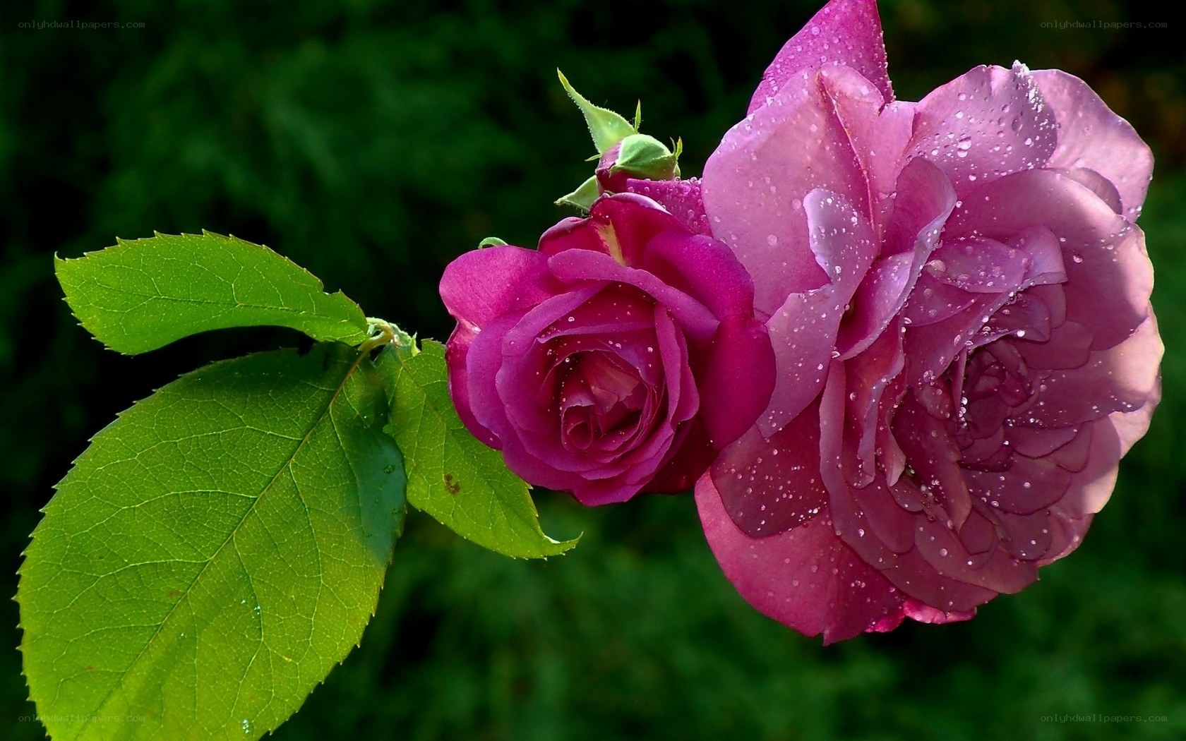 Purple roses with dew drops