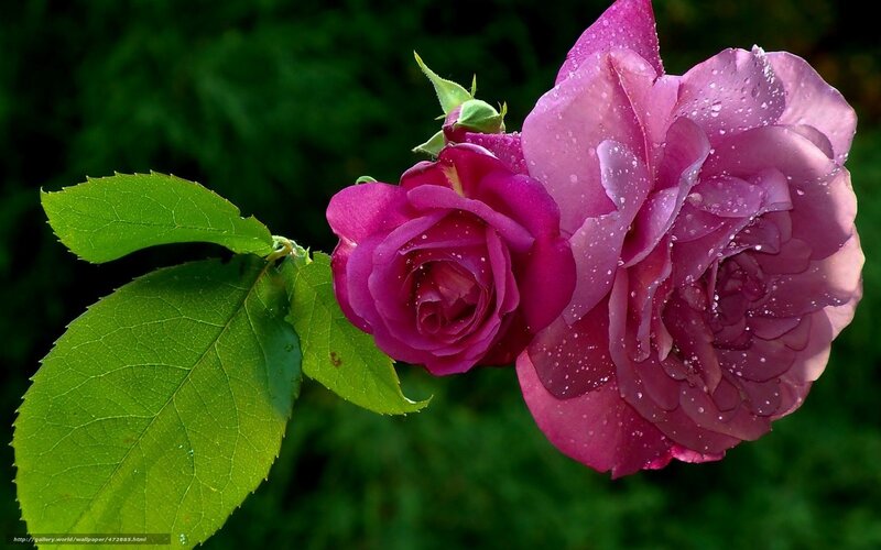 Purple Roses with Dew — Serene, Morning, Photograph, Leaves