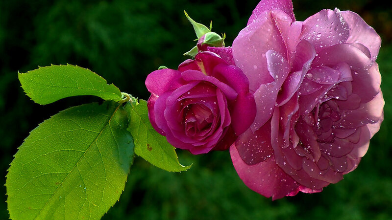 Purple Roses with Dew — Serene, Morning