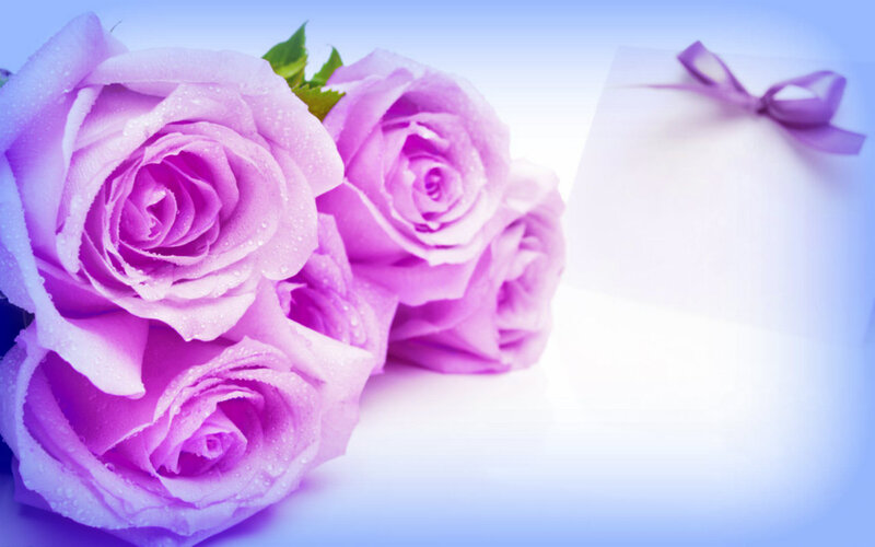 Purple Roses with Dew — Serene, Photograph