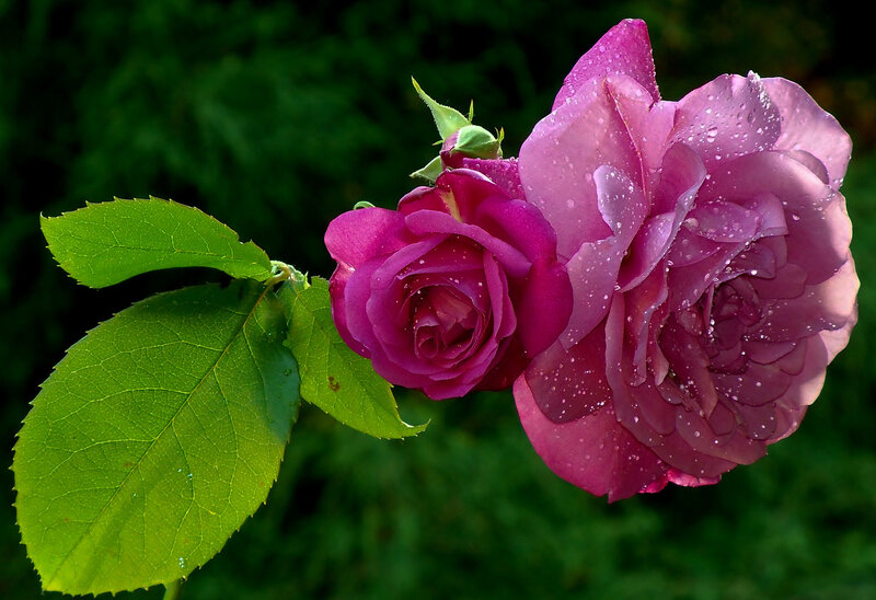 Purple Roses with Dew