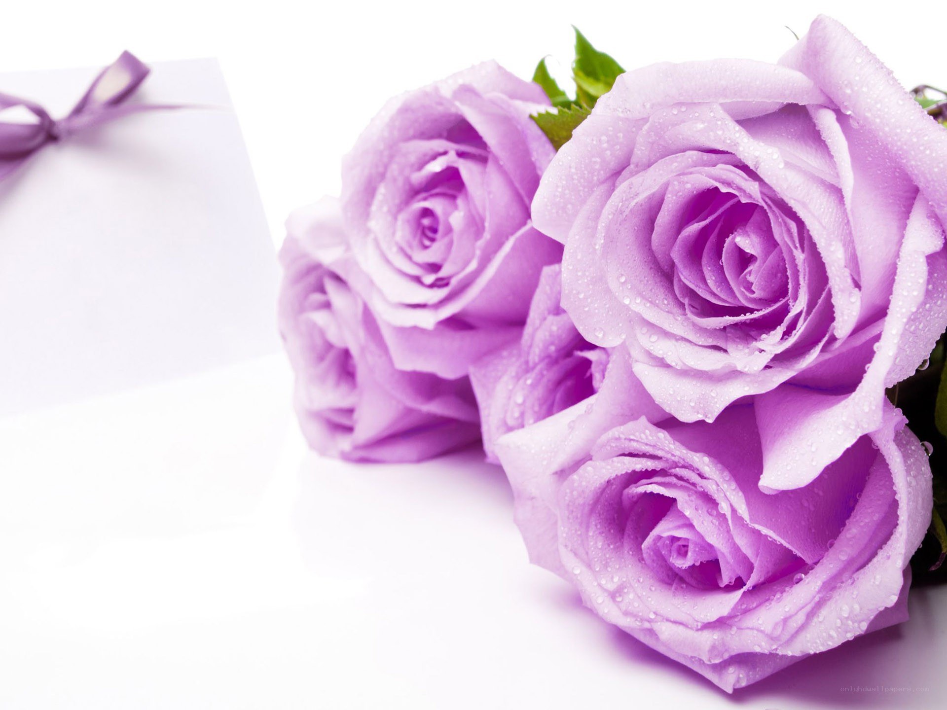 Purple roses with gift box
