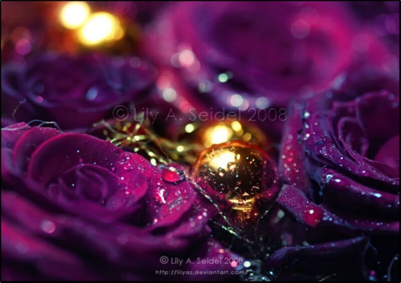 purple roses with golden ornament