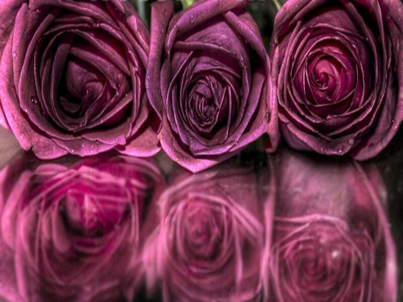 Purple roses with reflection