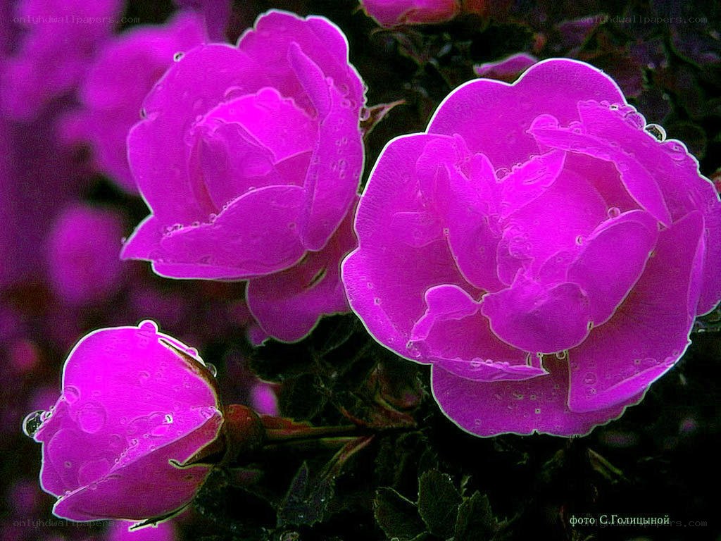 Purple roses with water droplets
