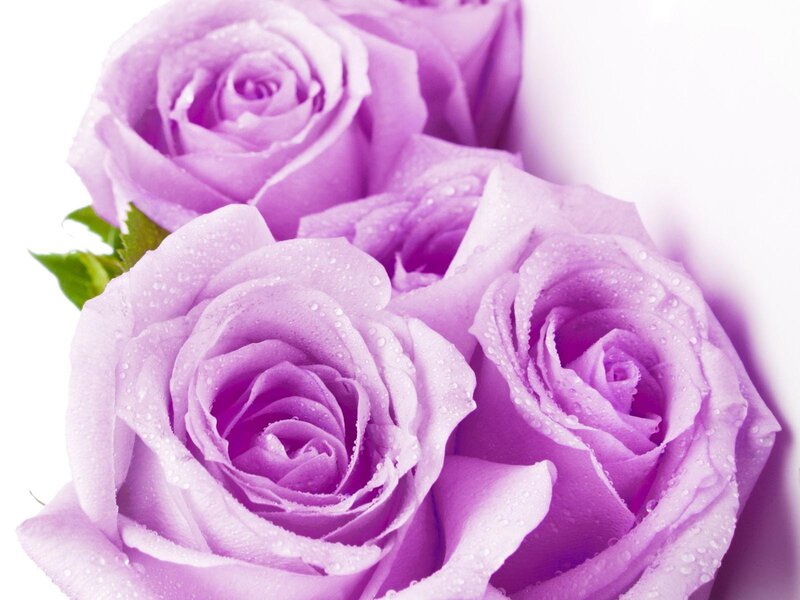 Purple Roses with Water Droplets — Calm