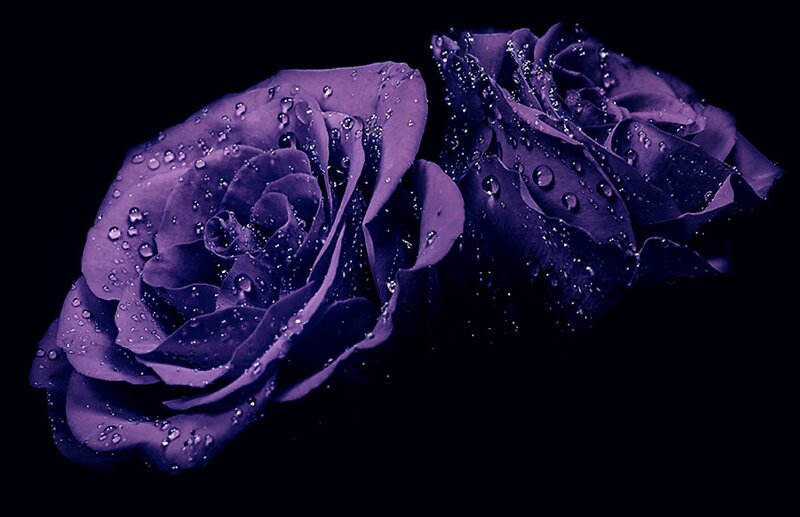 Purple Roses with Water Droplets — Dramatic, Photograph
